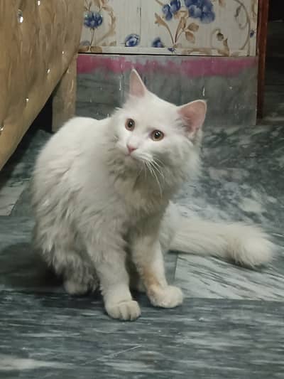 Pure Persian Cat