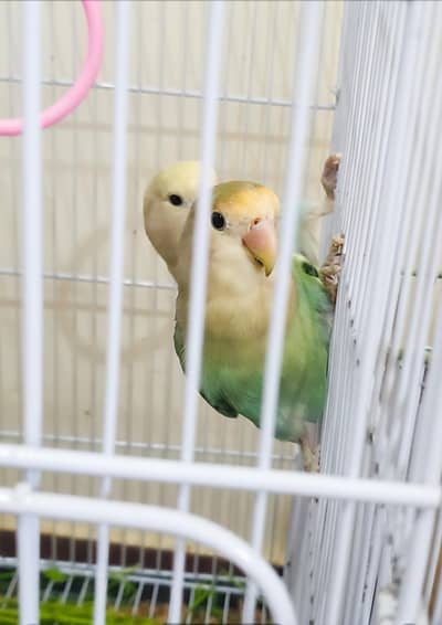 selling 2 pairs of lovebirds(4 lovebirds)