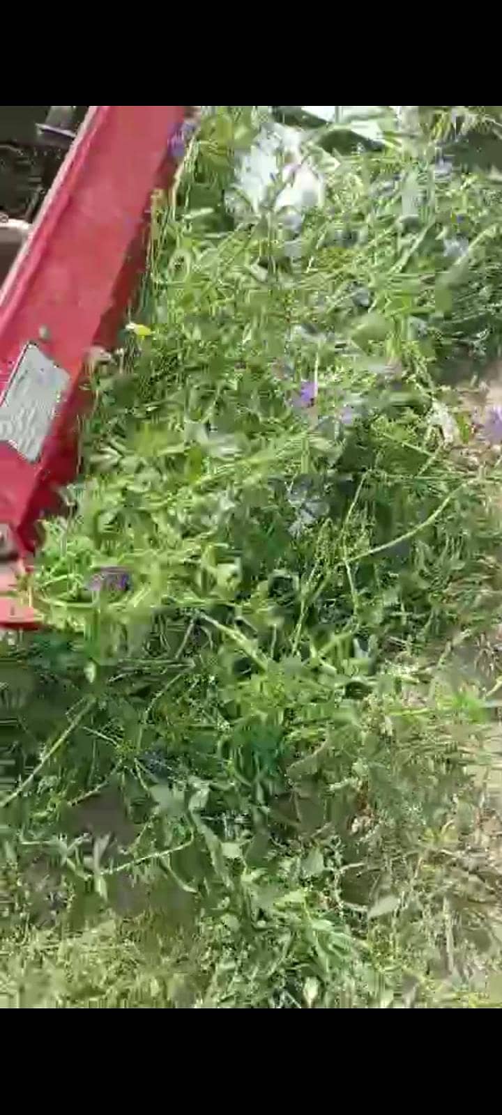 wheat raper machine 3