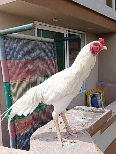 Pakistani Aseel Full warranty Available