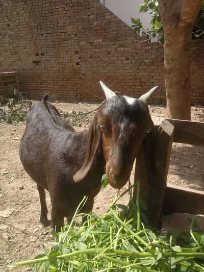 for sale dasi Bakri