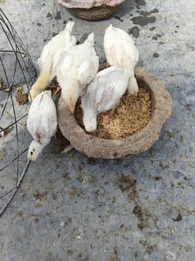 Shamo chicks/ Hirra chicks/ shamo pathi for sale