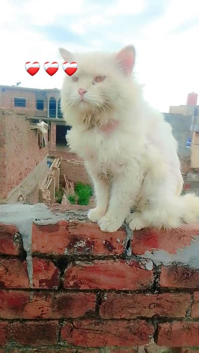 male argnat four sell 03150682353