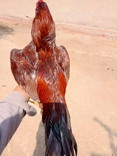 2 aseel pathay aur breader for sale