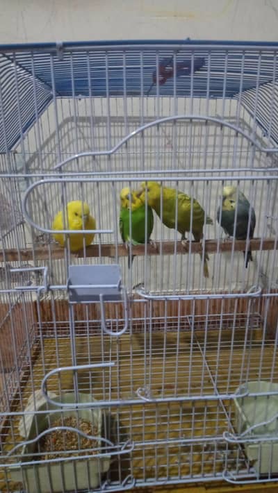 beautiful pair of budgies with egg's