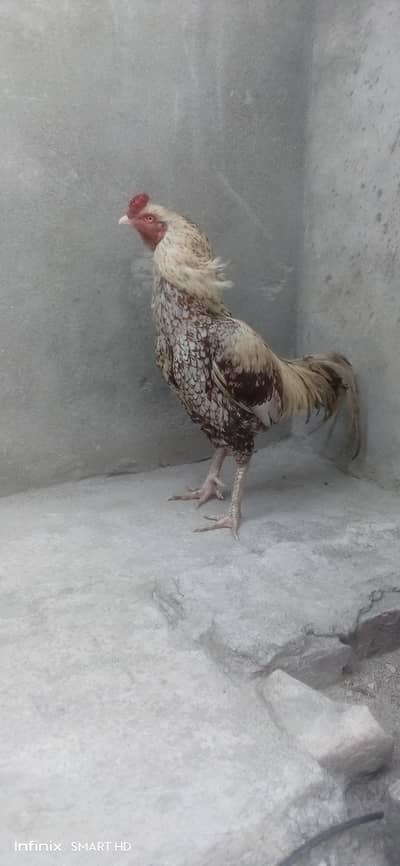 High quality Shajra Murgha Whatsapp #03302061983