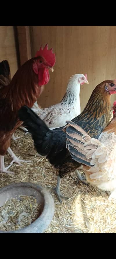 all hens for sale. . . .