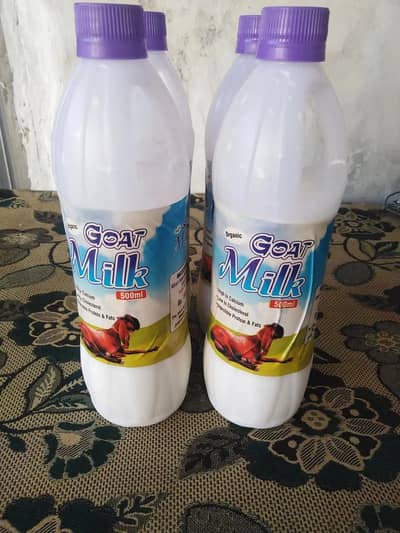 Goats | Goats Milk | Milk Goats | Female Goats Milk Available