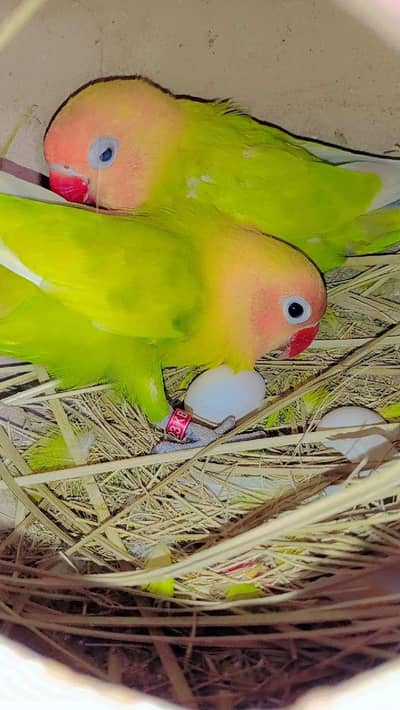 breeding paire 2 egg