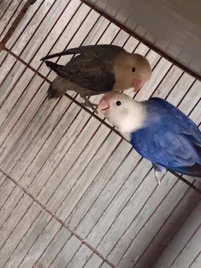 Blue Opaline X blackmove Opaline Breeding Pair