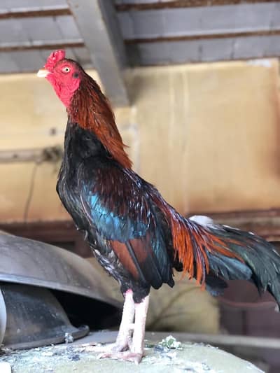 amroha cross lakha murga