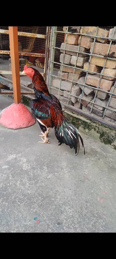 Assel murga high quality