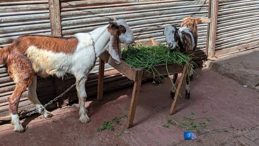 Male and Female sale