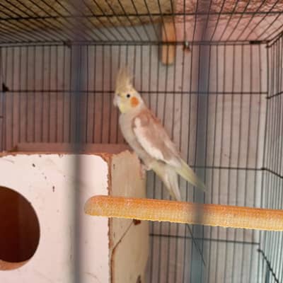 adult cocktail female egg laying