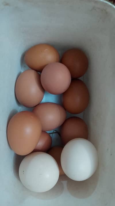 Desi Organic Fertile / unfertile Eggs
