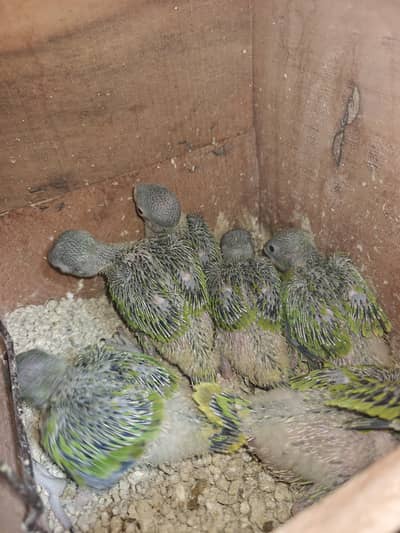 Kashmeri raw and green ring nik chiks