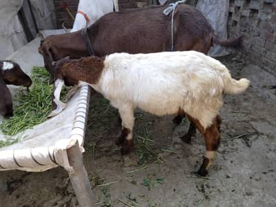 goats بکریاں