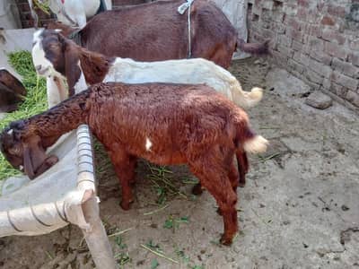 goats بکریاں