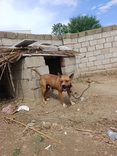 pit bull or gultair ka kraas hai