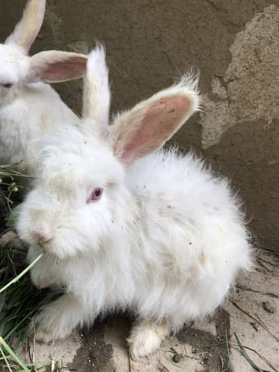 Pure white rabbits Male and Female .