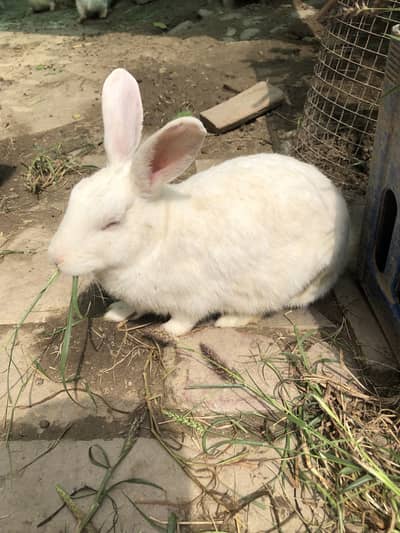 Pure white rabbits Male and Female .