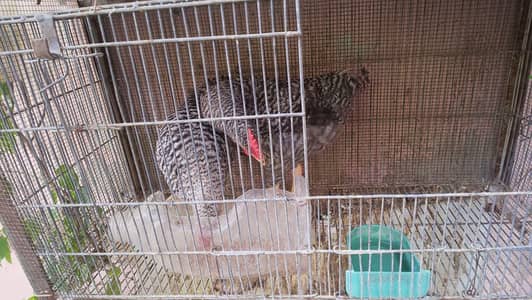 play mouth rock sale