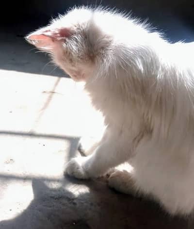 Male and female pair what's up num03135992241