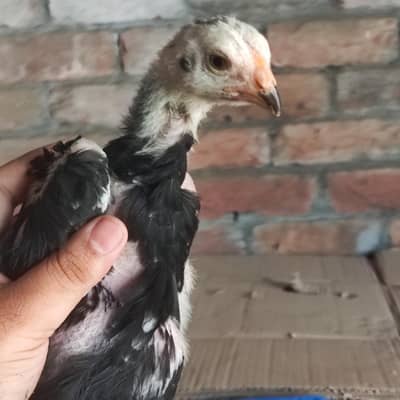 shamo chiks an female