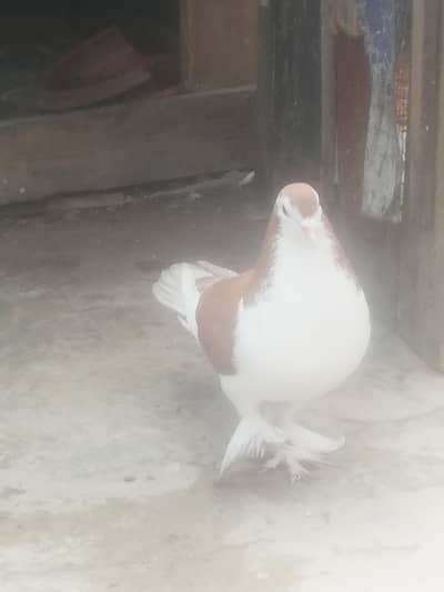 Lahori Sherazi jumbo size Breeder Male for sale