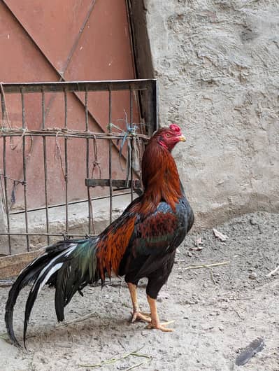 high quality aseel for sale