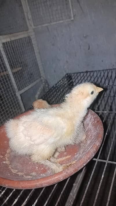 13 Day Golden buff chicks for sale