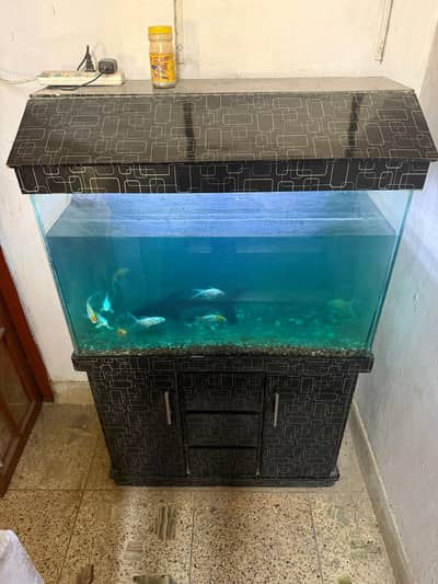 fish aquarium