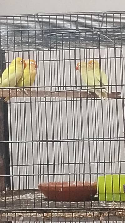 Albino Cremino pastel ino Breeder pair