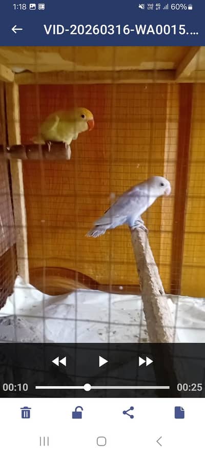 confrom pair no issue of health