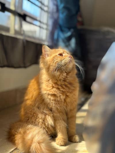 PERSIAN ORANGE KITTEN