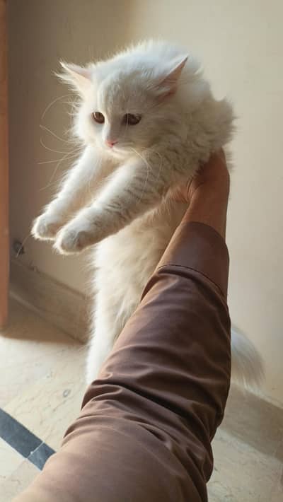 Persian cat pair for sale