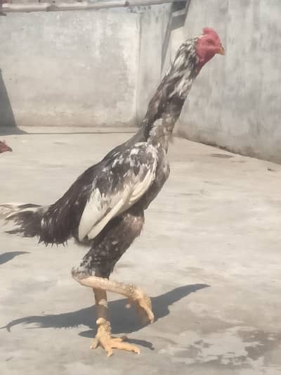 Koi bimari nahi achi quwalti ha german shmo oh 10. Ma age ha