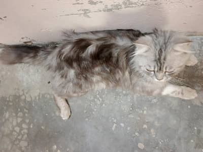 Persian cat