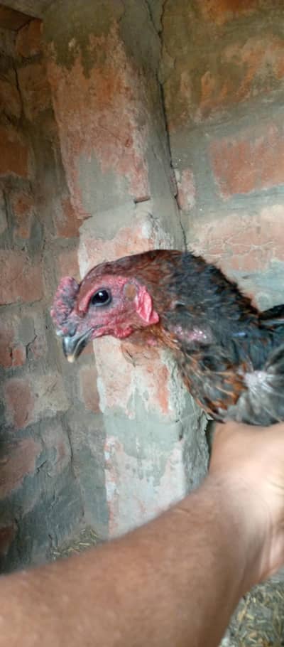 pure thai aseel chick