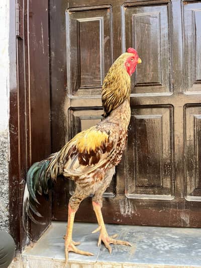 Healty excellent quality aseel for sale