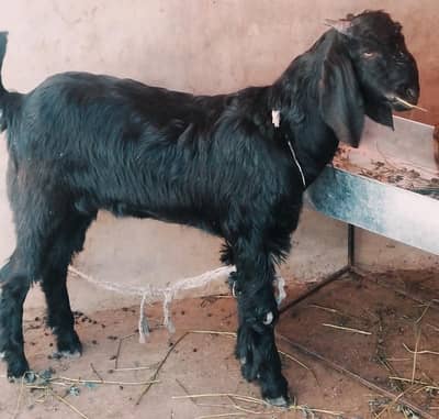black bakra