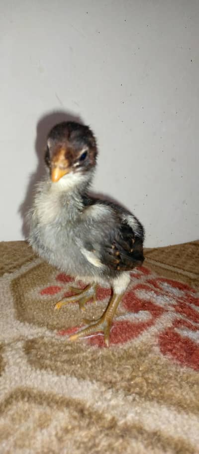 pure thai chicks