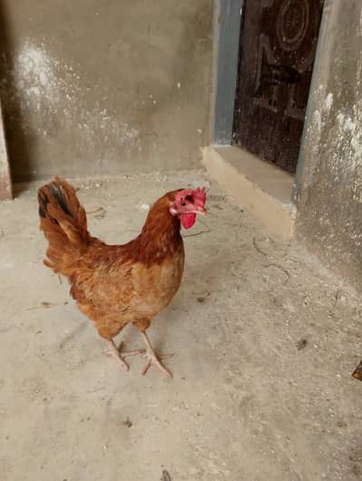 Laying eggs  seeking for new shelter
