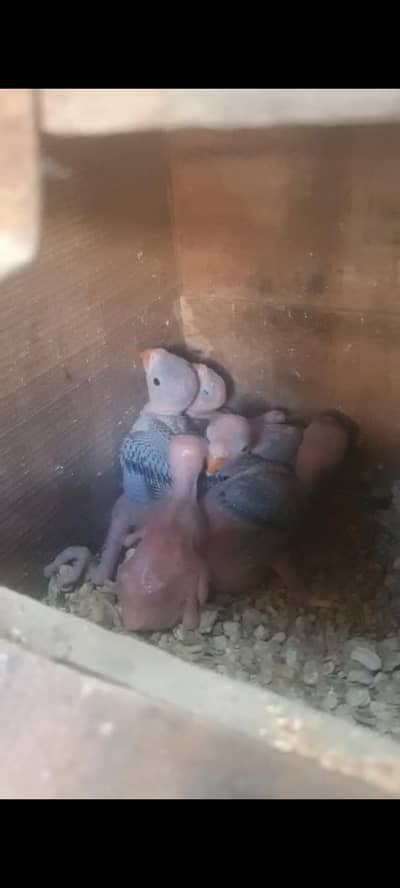 Parrots chicks