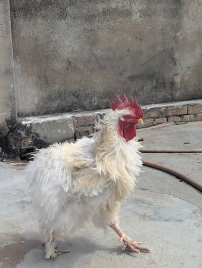 White Heavy Buff Frizzle Breeder Male  0331//5532**883