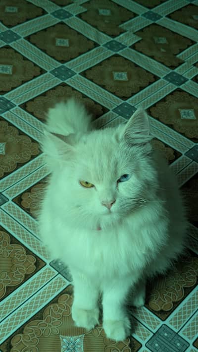 Persian cat
