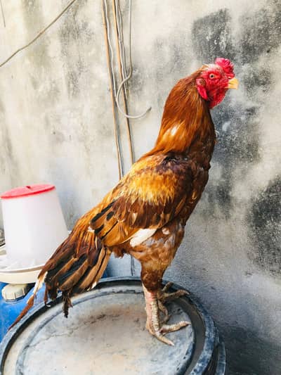 high quality paroot beak cross old bloodline breeder