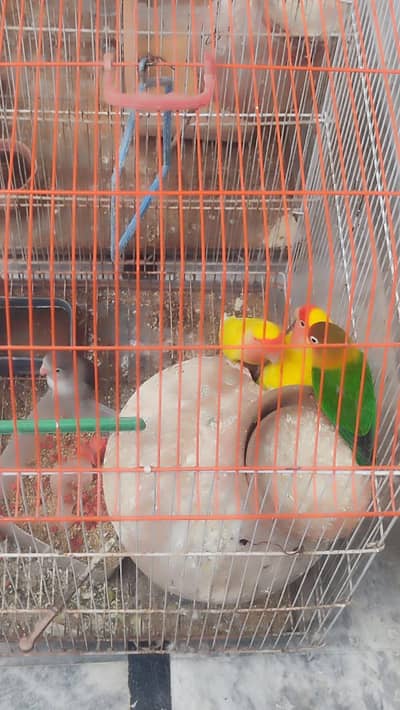 4 love birds in reasonable price