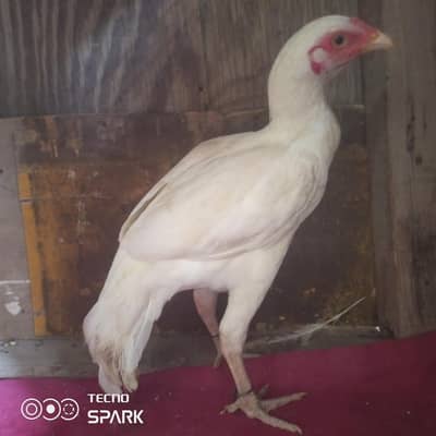 Aseel Heera for sale