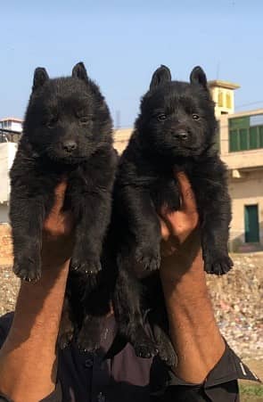 black Shepherd |Black German Shepherd puppy | Gsd puppies pair